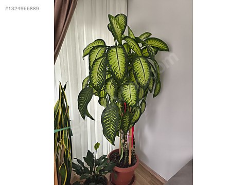 Difenbahya 2 metre sahibinden.comda - 1324966889