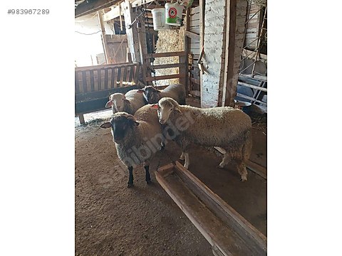 koyun yuksek et verimine sahip erkek damizlik kocluklarimiz sahibinden comda 983967289 koyun yuksek et verimine sahip erkek damizlik kocluklarimiz sahibinden comda 983967289