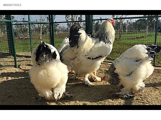 Chickens 5 Aylık Muhteşem Light Brahma Tavuklar At Sahibindencom