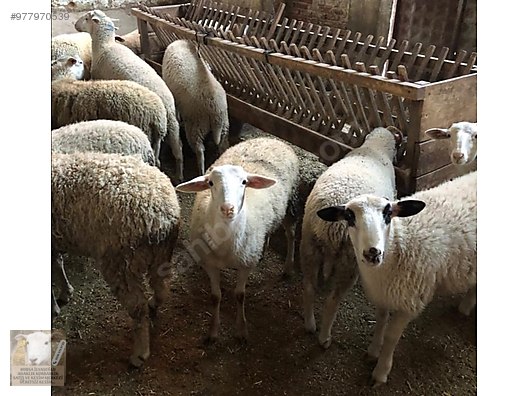 bursa osmangazi bursa adak merkezi adakci ilyas ciftligi hayvanlar alemi ilanlari sahibinden com da bursa osmangazi bursa adak merkezi adakci ilyas ciftligi hayvanlar alemi ilanlari sahibinden com da