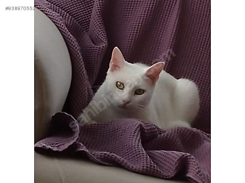 Kedi Ankara Prenses Yuvasini Ariyor Ucretsiz Sahiplendirilecektir Sahibinden Comda 938970552