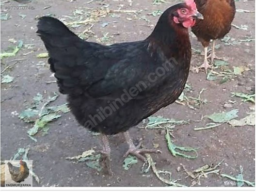 tavuk ataks lohman tinted yumurta tavugu tum turkiye genelinde adrese sahibinden comda 977970746 tavuk ataks lohman tinted yumurta tavugu tum turkiye genelinde adrese sahibinden comda 977970746