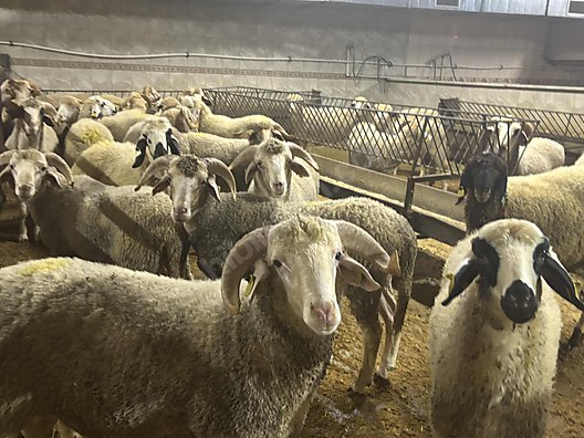 Pets & Livestock / Small Livestock / Rams