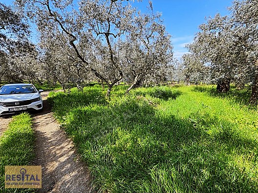İZNİK GÖLLÜCE 232 M2 KÖŞE PARSEL