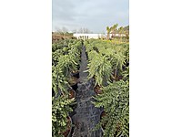 Aşılı Ters Ardıç (Juniperus conferta Blue Pacific, Pendula)