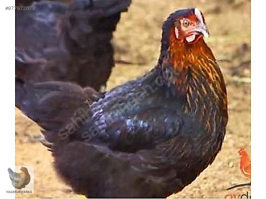 tavuk ataks lohman tinted yumurta tavugu tum turkiye genelinde adrese sahibinden comda 977972678