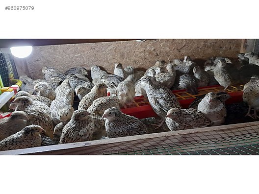 guvercin yumurtlayan bildircin kapiya teslim sahibinden comda 960975079 guvercin yumurtlayan bildircin kapiya teslim sahibinden comda 960975079