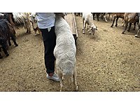 ŞOK ŞOK ŞOK BU HAFTAYA ÖZEL SÜRPRİZ FİYATLAR ADAK KURBANLIK #1278975731