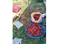 biber salçası güneş de kurutulmuş