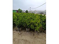 Kartopu dolgun malzeme