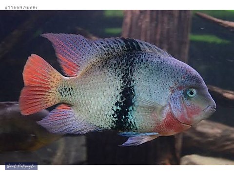 Cichlids Other Vieja Black Belt 16cm ehird gonderim yap l r at sahibinden 1166976596