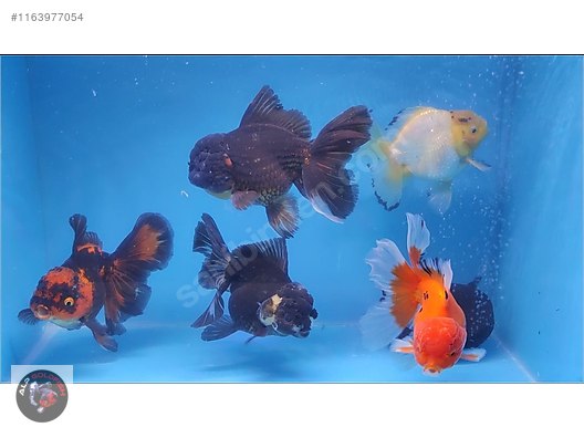 Japon Balıkları / Oranda / 13-15 cm Show Boy Orandalar da -  1163977054
