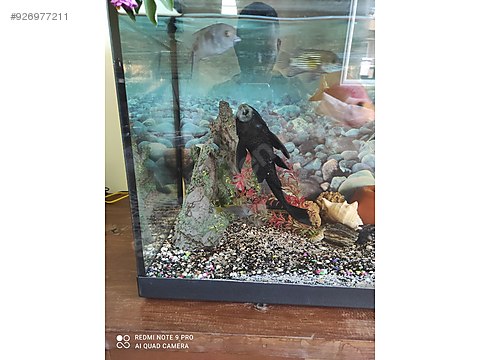 Vatoz Kedi Baliklari Leopar Vatoz 30 Cm Caliskan Vatoz Baligi Sahibinden Comda 926977211