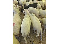 BU HAFTAYA ÖZEL 5000 TL ADAK AKİKA ŞÜKÜR KURBANI KESİM ÜCRETSİZ #1278979265