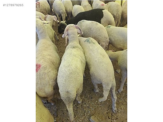 Pets & Livestock / Small Livestock / Rams