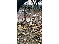 sahibinden satilik tavuk cinsleri ve fiyatlari sahibinden com da sahibinden satilik tavuk cinsleri ve fiyatlari sahibinden com da