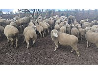 sahibinden satilik kucukbas hayvanlar ilanlari ve fiyatlari sahibinden com da sahibinden satilik kucukbas hayvanlar ilanlari ve fiyatlari sahibinden com da