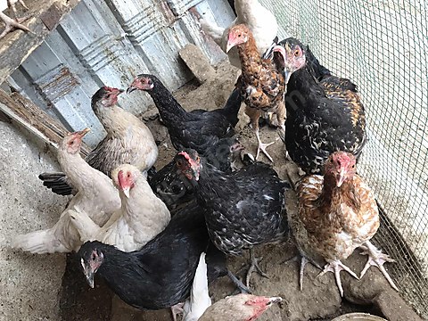 Tavuk Koy Tavugu Sahibinden Comda 969982347 Tavuk Koy Tavugu Sahibinden Comda 969982347