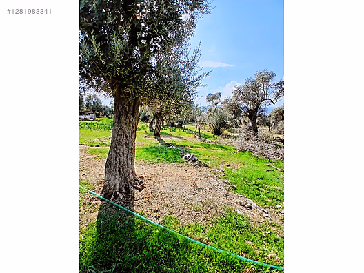 Taşkın&Arca Emlak'tan Şehir merkezine yakın dümdüz zeytinlik #1281983341
