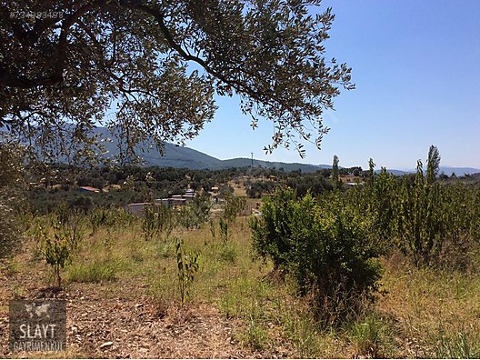 Kemalpasa Visneli De Satilik Zeytin Bahcesi Satilik Arsa Ilanlari Sahibinden Com Da 734983498