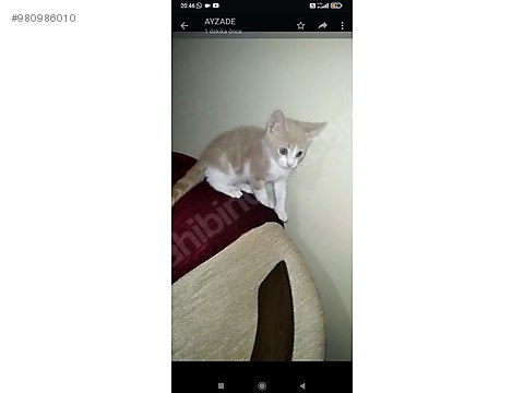 kedi melez 3 yavru anneleri cins kedi sahibinden comda 980986010