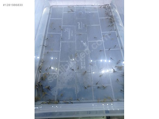 Hayvanlar Alemi / Deniz Canlıları / Semender