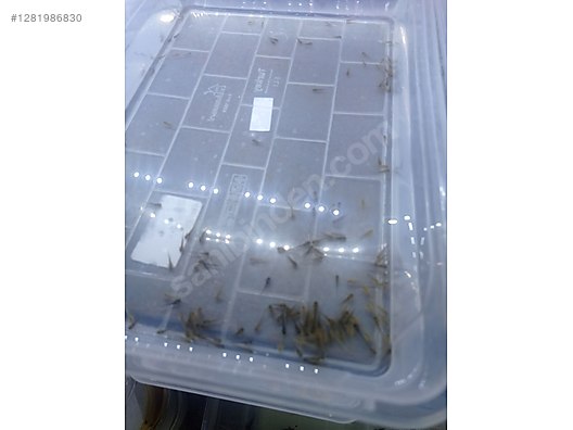 Hayvanlar Alemi / Deniz Canlıları / Semender