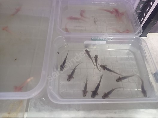 Hayvanlar Alemi / Deniz Canlıları / Semender