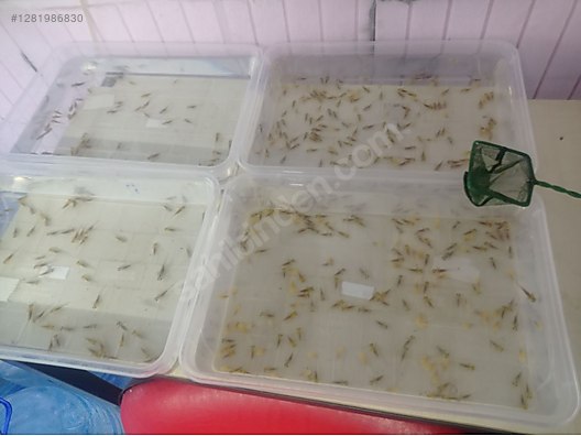 Hayvanlar Alemi / Deniz Canlıları / Semender