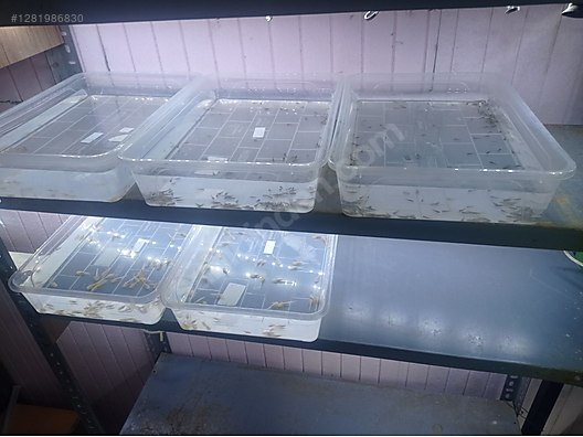 Hayvanlar Alemi / Deniz Canlıları / Semender