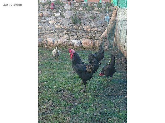 horoz koy horozu ve tavugu 1 yasinda sahibinden comda 918986998