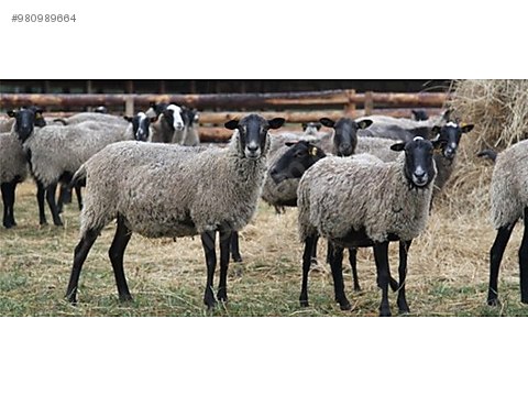 koyun romanov koyun firsati sahibinden comda 980989664