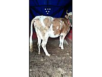 satilik inek cinsleri ve fiyatlari sahibinden com da 3
