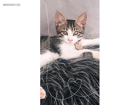 Kedi Ankara Kedi Sahiplendirme Sahibinden Comda 969990160