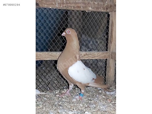 pigeons satilik macar bangosu at sahibinden com 978990284