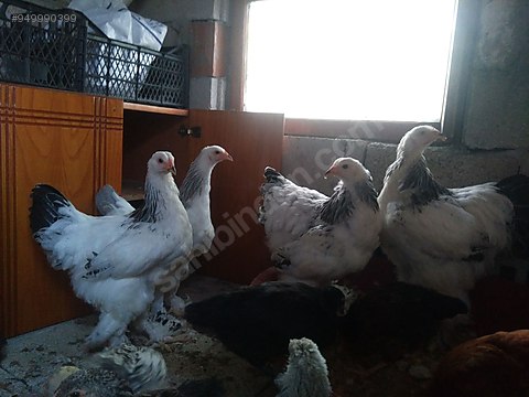 Tavuk Satilik 6 Aylik Brahma Ve Ligorin Tavuklar Sahibinden Comda 949990399 Tavuk Satilik 6 Aylik Brahma Ve Ligorin Tavuklar Sahibinden Comda 949990399