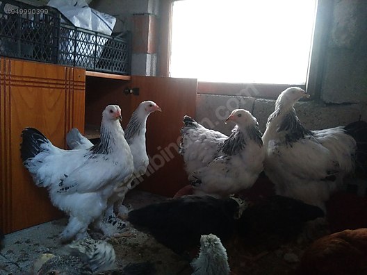 Tavuk Satilik 6 Aylik Brahma Ve Ligorin Tavuklar Sahibinden Comda 949990399 Tavuk Satilik 6 Aylik Brahma Ve Ligorin Tavuklar Sahibinden Comda 949990399