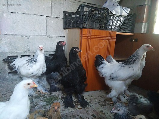 Tavuk Satilik 6 Aylik Brahma Ve Ligorin Tavuklar Sahibinden Comda 949990399 Tavuk Satilik 6 Aylik Brahma Ve Ligorin Tavuklar Sahibinden Comda 949990399