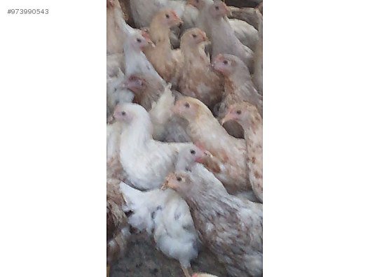 1curhze9uz0gom 1curhze9uz0gom