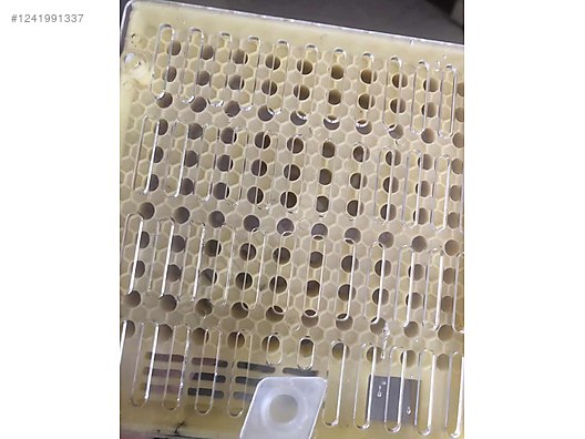 Hayvanlar Alemi / Böcekler / Arı