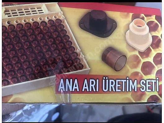 Hayvanlar Alemi / Böcekler / Arı