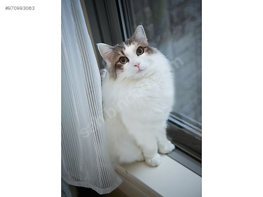 Kedi Ankara Ucretsiz Sutlac Ankara Kedisi Pofuduk 1 Yas Oglumuz Sahibinden Comda 970993063