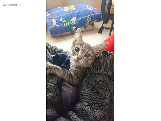 Kedi Diger Irklar Acil Kedi Sahiplendirme Diyarbakir Ucretsiz Guvenilir Lutfen Sahibinden Comda 969993167