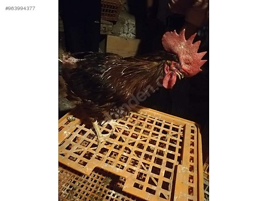 ankara yenimahalle yuva yumurta ve tavuk hayvanlar alemi ilanlari sahibinden com da ankara yenimahalle yuva yumurta ve tavuk hayvanlar alemi ilanlari sahibinden com da