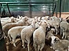 Pets & Livestock / Small Livestock / Rams