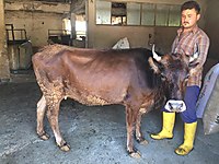 satilik inek cinsleri ve fiyatlari sahibinden com da 44 satilik inek cinsleri ve fiyatlari sahibinden com da 44