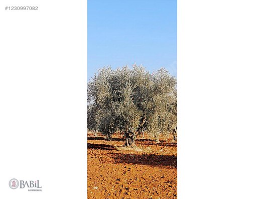 NİZİP YAĞCILAR RESMİ YOL ÜZERİNDE GÜZEL KONUMDA FISTIKLIK #1230997082