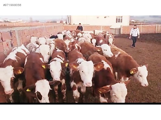 bulls erkek smantal erkek simental danalar at sahibinden com 971998056 bulls erkek smantal erkek simental danalar at sahibinden com 971998056