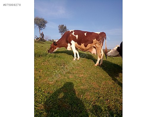 satilik gebe inek duge kurbanlik tosun erkek dana turkiye nin ucretsiz ilan sitesi sahibinden com da 975998278 satilik gebe inek duge kurbanlik tosun erkek dana turkiye nin ucretsiz ilan sitesi sahibinden com da 975998278