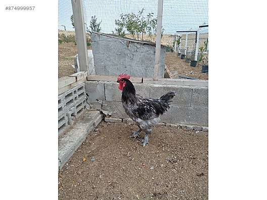 Tavuk Satilik Horozlar Sahibinden Comda 874999957